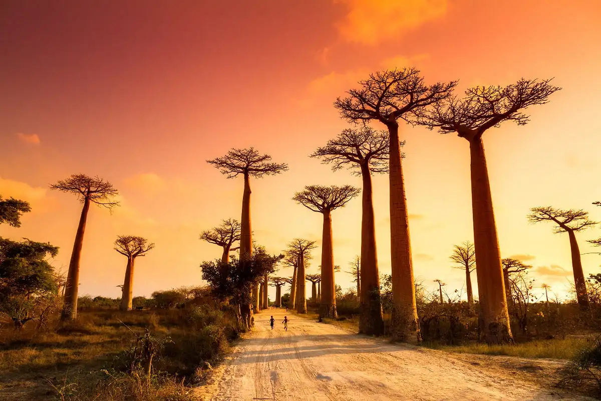 Madagascar réduit ses frais de visas