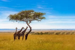 L’Ouganda supprime ses mesures sanitaires de voyage