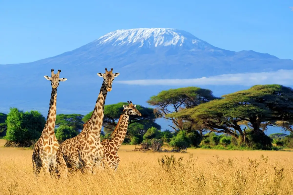 Le Kenya lève ses restrictions Covid de voyage