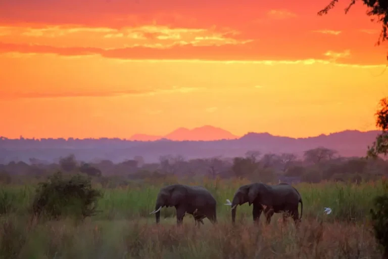 Le Malawi abandonne ses restrictions sanitaires de voyage liées au Covid