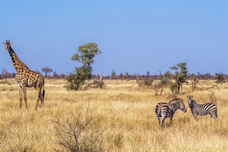L’Eswatini lance son visa électronique