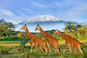 Le Kenya "envisage sérieusement de supprimer l’obligation de visa"