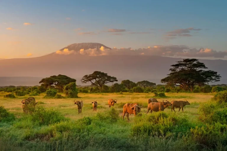 Le Kenya annonce une exemption de visa pour tous les visiteurs dès janvier 2024