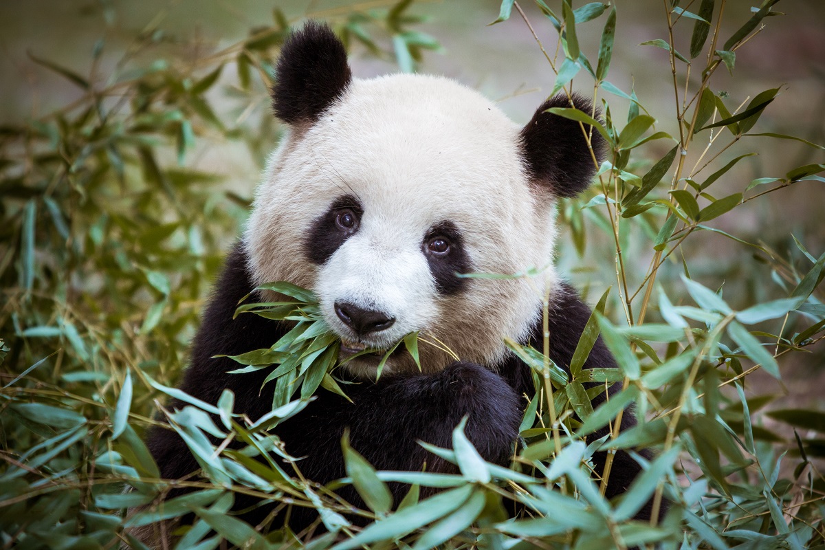 Panda dans la Base de recherche de Chengdu sur l'élevage du panda géant