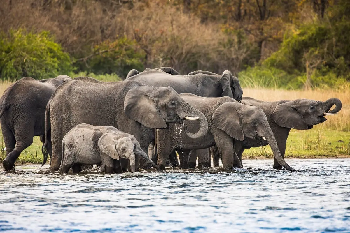 Éléphants dans le Parc National de Liwonde