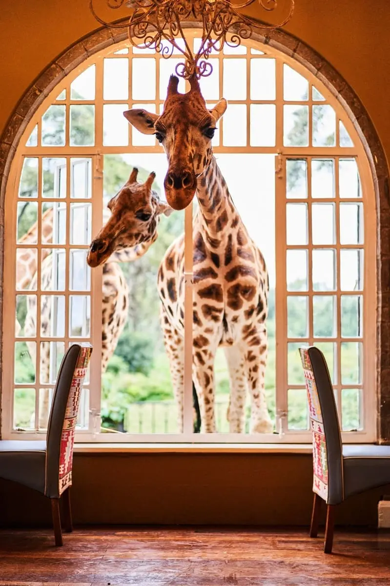 Hôtel girafe au Kenya | © Giraffe Manor Nairobi