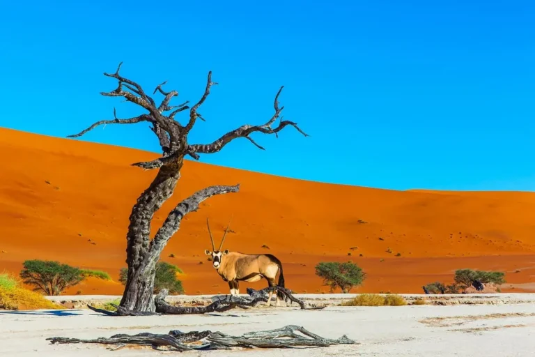 Namibie : vers un retour de l’exigence de visa ?