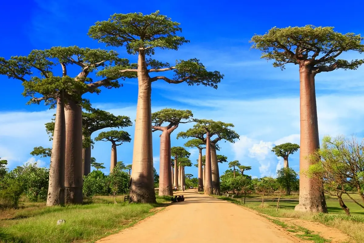 Madagascar (re)launches 90-day electronic visa