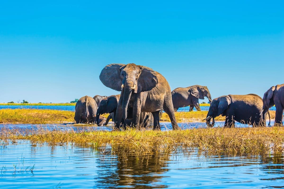 Botswana : le système de demande de visa électronique est rétabli