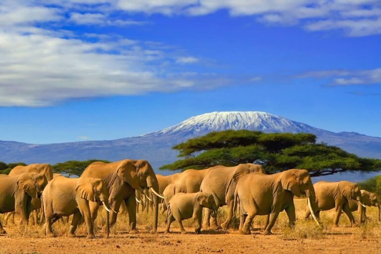 Après Zanzibar, la Tanzanie continentale envisage d’imposer une assurance aux voyageurs étrangers