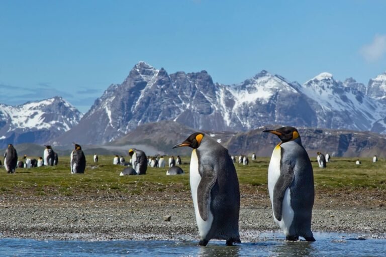 An ETA will soon be required to visit South Georgia and the South Sandwich Islands