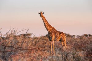Safari à cheval en Afrique : ce qu'il faut savoir avant de partir