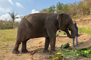 No-Riding Elephant Sanctuary Tours Now Depart from Pattaya