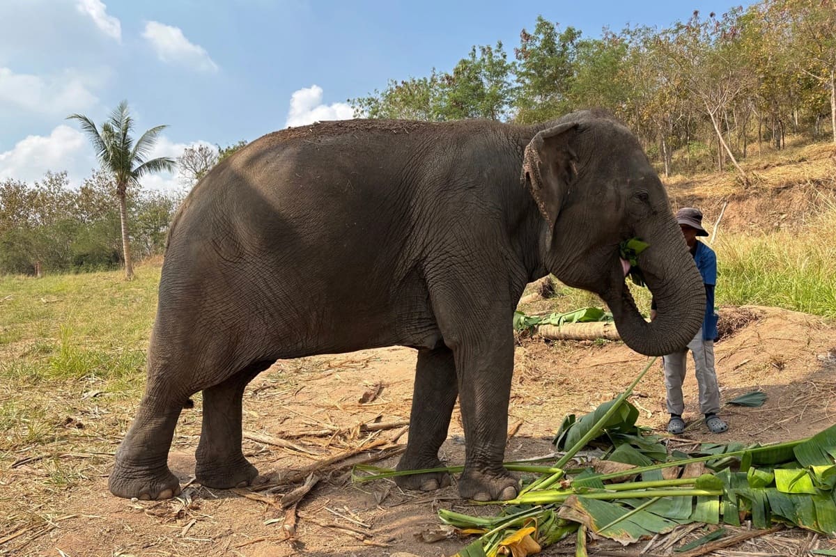 No-Riding Elephant Sanctuary Tours Now Depart from Pattaya
