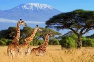 Kenia: todo lo que hay que saber sobre el seguro de viaje obligatorio